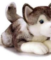 Husky